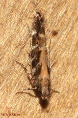 Aristotelia decoratella