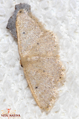 Idaea belemiata