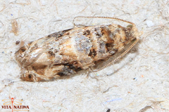 Lobesia botrana