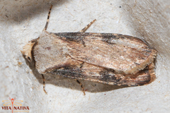 Agrotis puta
