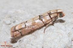 Blastesthia tessulatana