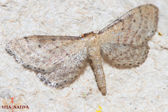 Idaea infirmaria
