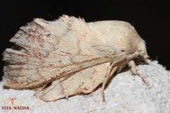 Phyllodesma suberifolia