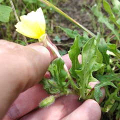 Oenothera pubescens