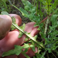 Oenothera pubescens