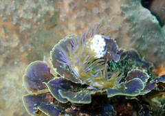 Distromium flabellatum