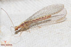 Pseudomallada venosus