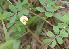 Aeschynomene viscidula