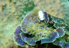 Distromium flabellatum