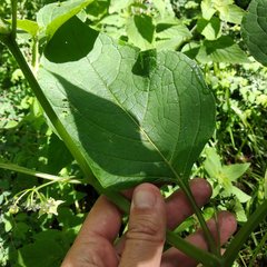 Jaltomata procumbens