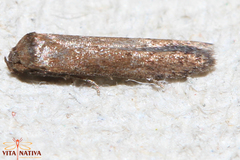 Blastobasis maroccanella