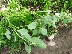 Jaltomata procumbens