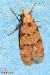 Symmoca tofosella
