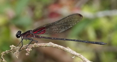 Hetaerina cruentata
