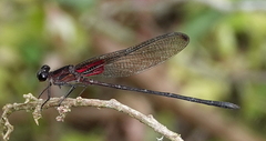 Hetaerina cruentata
