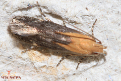 Stomopteryx basalis