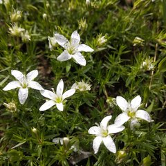 Arenaria lycopodioides