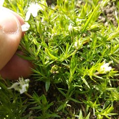 Arenaria lycopodioides