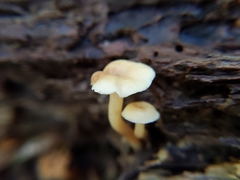 Lentinellus subaustralis