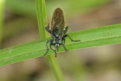 Laphria franciscana