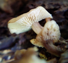 Lentinellus subaustralis