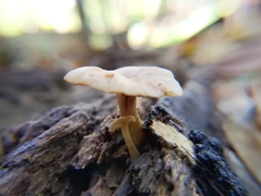 Lentinellus subaustralis