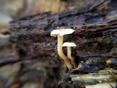 Lentinellus subaustralis