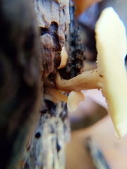 Lentinellus subaustralis