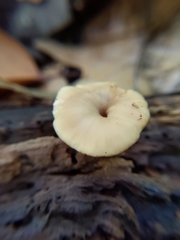 Lentinellus subaustralis