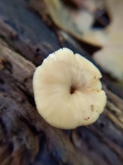 Lentinellus subaustralis