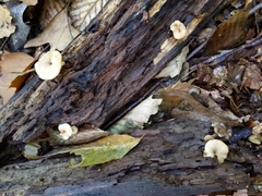 Lentinellus subaustralis