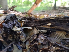 Lentinellus subaustralis