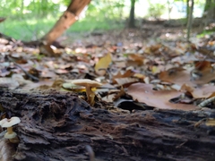 Lentinellus subaustralis