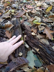 Lentinellus subaustralis