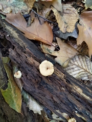 Lentinellus subaustralis