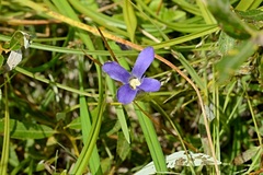 Gentianopsis simplex