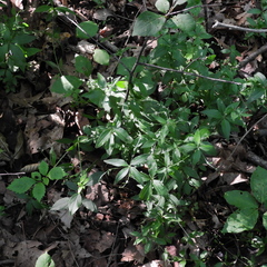 Galium lanceolatum