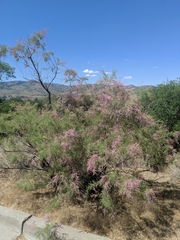 Tamarix ramosissima