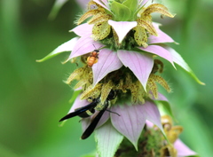 Protandrena abdominalis