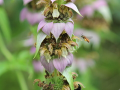 Protandrena abdominalis