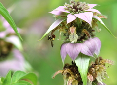 Protandrena abdominalis