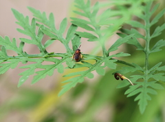 Protandrena abdominalis