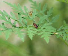 Protandrena abdominalis