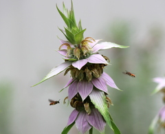 Protandrena abdominalis