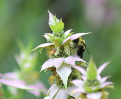Protandrena abdominalis