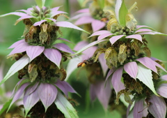 Protandrena abdominalis