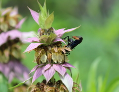 Protandrena abdominalis