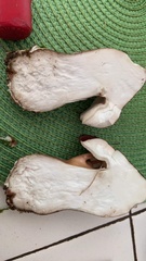 Tylopilus badiceps