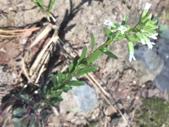 Borodinia missouriensis