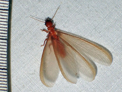 Zootermopsis laticeps